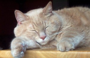 sleeping_cat